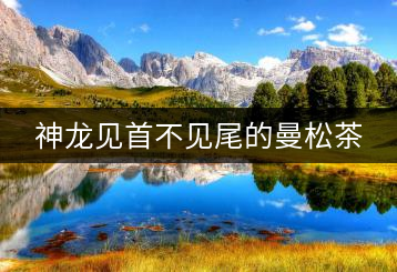 神龍見(jiàn)首不見(jiàn)尾的曼松茶
