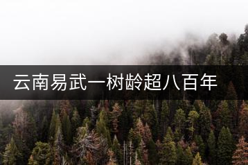 云南易武一樹齡超八百年古茶樹死亡，當(dāng)?shù)卦磕杲M織村民拜謁