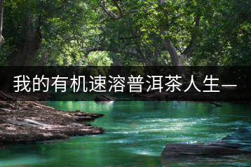 我的有機速溶普洱茶人生——朱向東