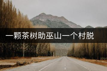 一顆茶樹(shù)助巫山一個(gè)村脫貧