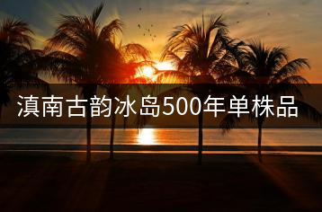 滇南古韻冰島500年單株品鑒