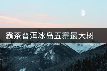 霸茶普洱冰島五寨最大樹沈陽開湯