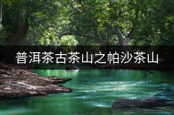 普洱茶古茶山之帕沙茶山