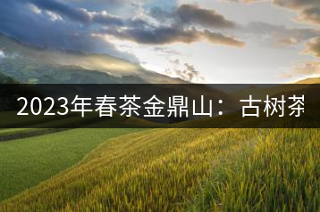 2023年春茶金鼎山：古樹(shù)茶2000-3000元／公斤