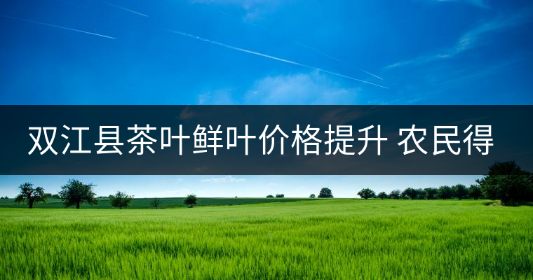 雙江縣茶葉鮮葉價格提升 農(nóng)民得到實惠