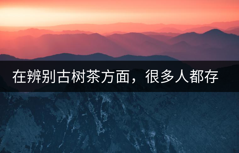 在辨別古樹茶方面，很多人都存在著誤區(qū)