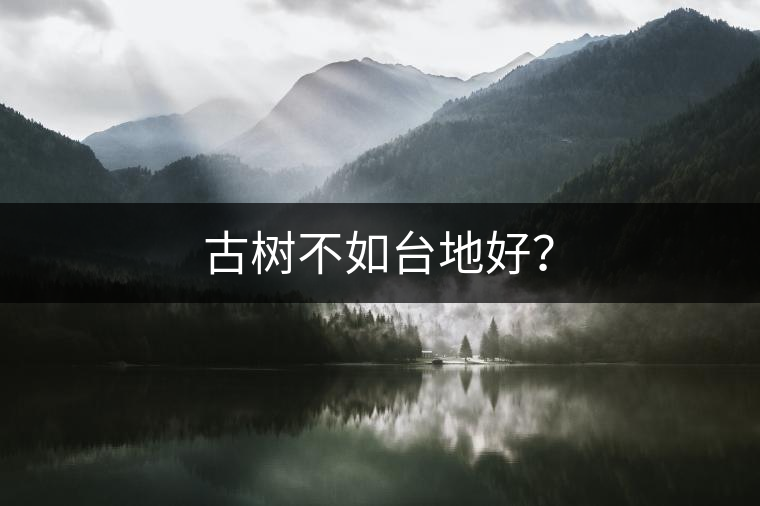 古樹不如臺地好？