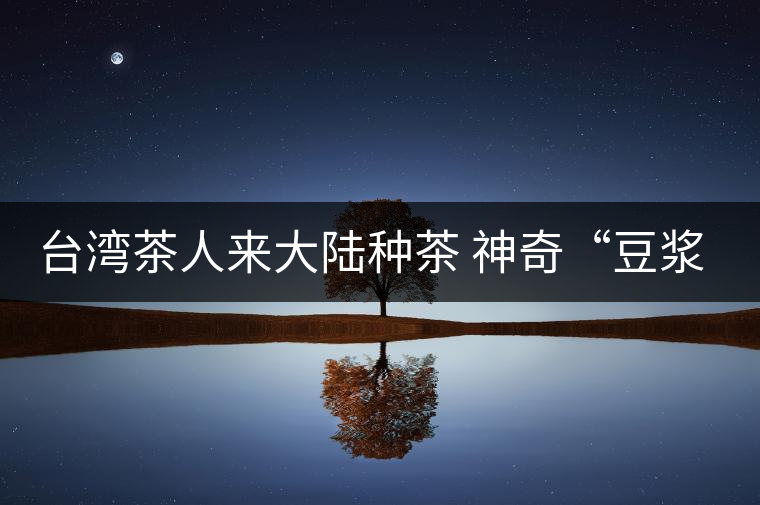 臺灣茶人來大陸種茶 神奇“豆?jié){”孕育高山茶香
