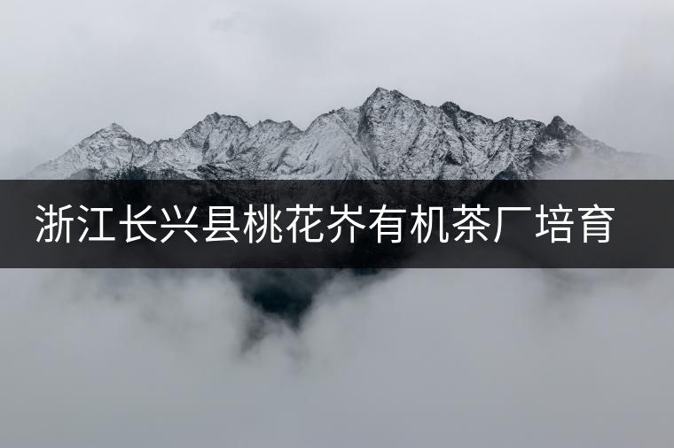 浙江長(zhǎng)興縣桃花岕有機(jī)茶廠培育紫筍金茶獲成功