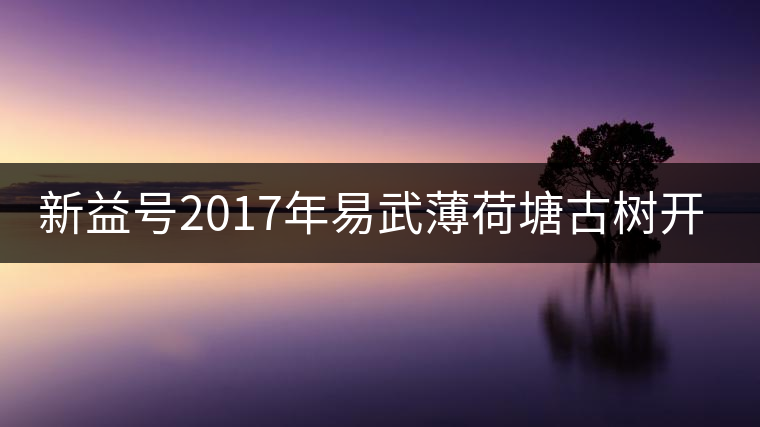 新益號(hào)2017年易武薄荷塘古樹開湯