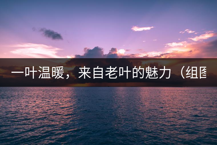 一葉溫暖，來自老葉的魅力（組圖）