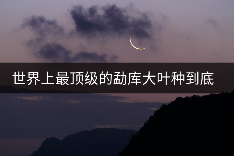 世界上最頂級的勐庫大葉種到底是什么？這篇文章講透了