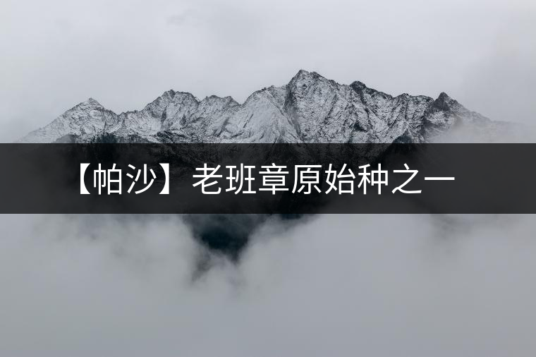 【帕沙】老班章原始種之一
