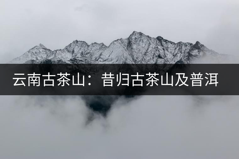 云南古茶山：昔歸古茶山及普洱茶特點