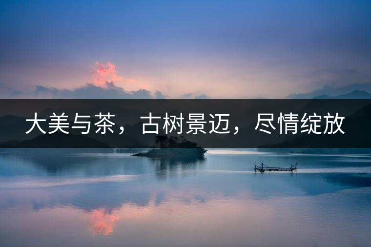 大美與茶，古樹景邁，盡情綻放
