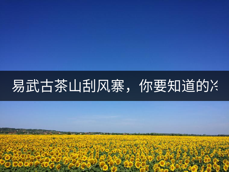 易武古茶山刮風(fēng)寨，你要知道的冷知識！