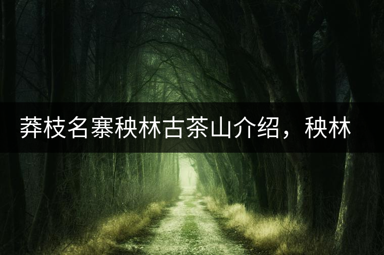 莽枝名寨秧林古茶山介紹，秧林古樹茶口感特點