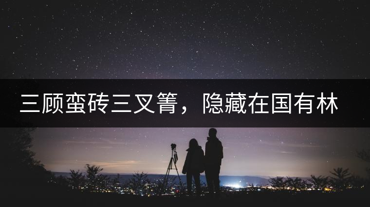 三顧蠻磚三叉箐，隱藏在國有林里的古樹茶