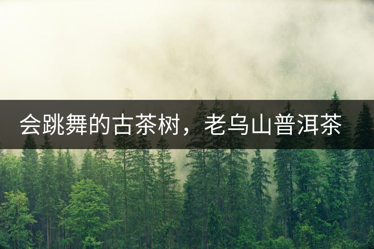 會跳舞的古茶樹，老烏山普洱茶口感特點