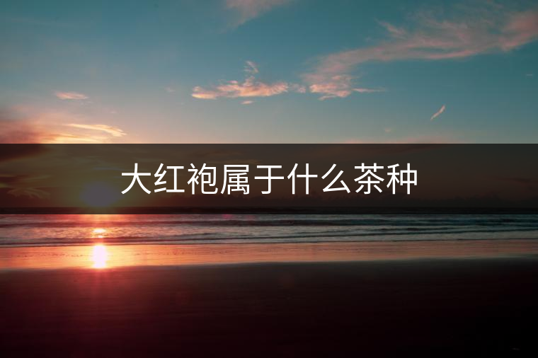 大紅袍屬于什么茶種