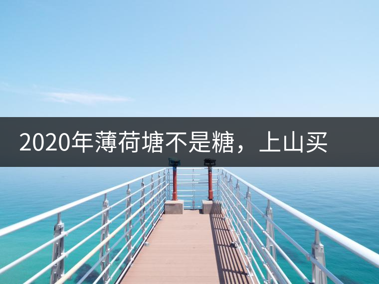 2020年薄荷塘不是糖，上山買茶除了帶鈔票還得搖號-易武中聘號