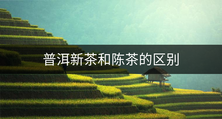 普洱新茶和陳茶的區(qū)別 普洱新茶和陳茶的區(qū)別