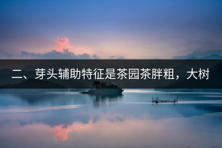二、芽頭輔助特征是茶園茶胖粗，大樹茶反而精瘦。