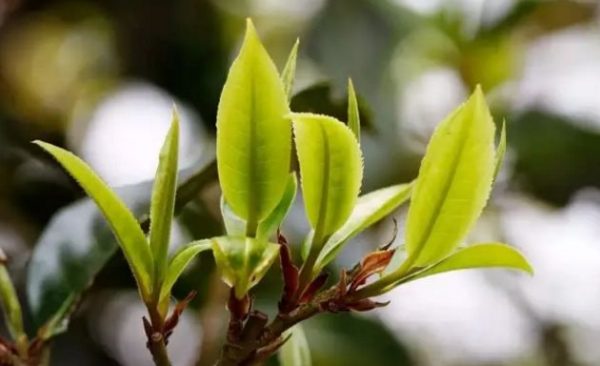 一杯刮風(fēng)寨，邂逅山野之韻