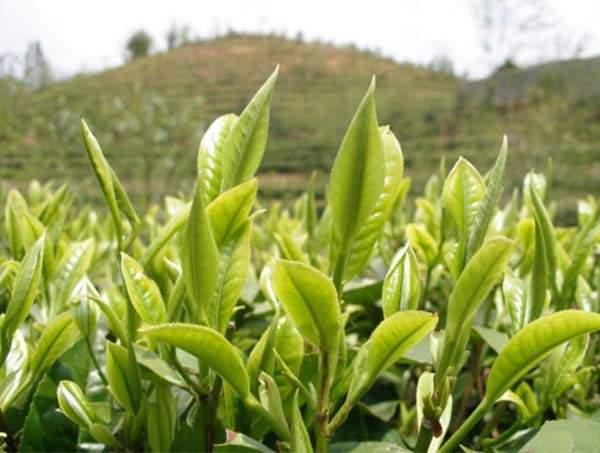 春茶到底好在哪里？