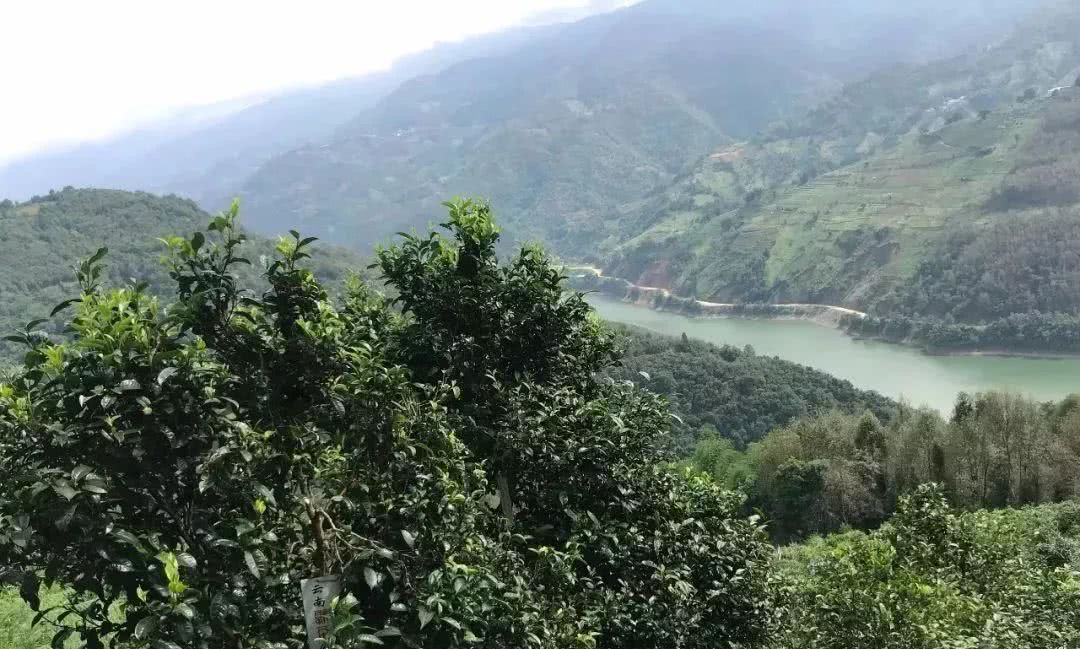 2021年單論茶氣，冰島也不如它-磨烈古樹秋