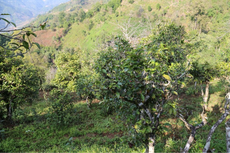 2021年冰島壩歪古樹(shù)秋茶，飲盡蘭花香，舒心又暢懷
