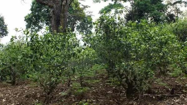 2021年冰島糯伍古樹(shù)秋茶多少錢(qián)一公斤？