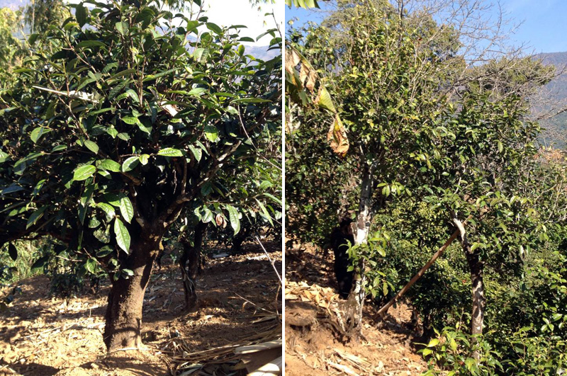 2021年忙肺古樹秋茶特點是什么？