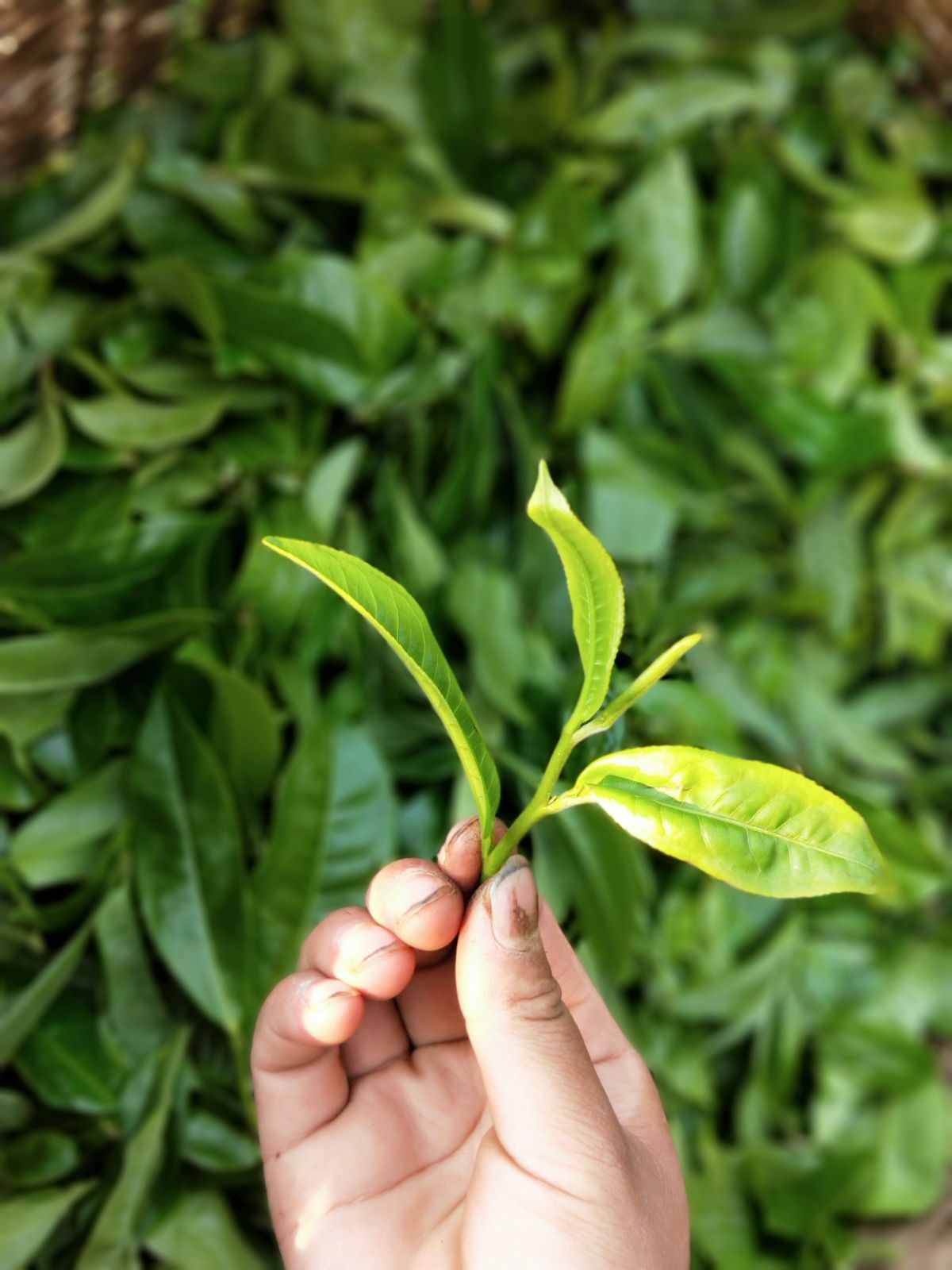 2021年馬鞍山古樹秋茶特點是什么？
