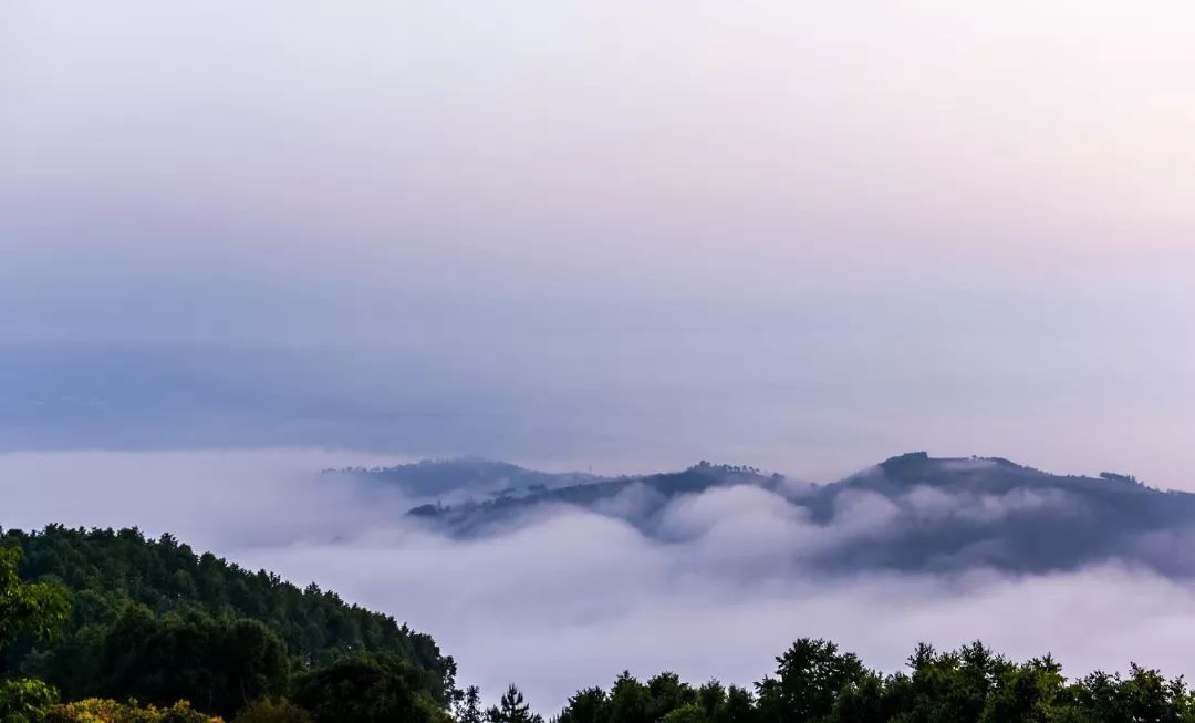 2021年白鶯山古樹秋茶口感？