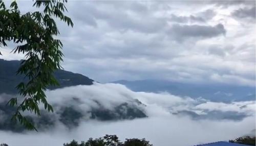 2021年白鶯山古樹秋茶多少錢一公斤？