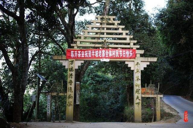 2021年南糯山半坡老寨古樹秋茶價格？