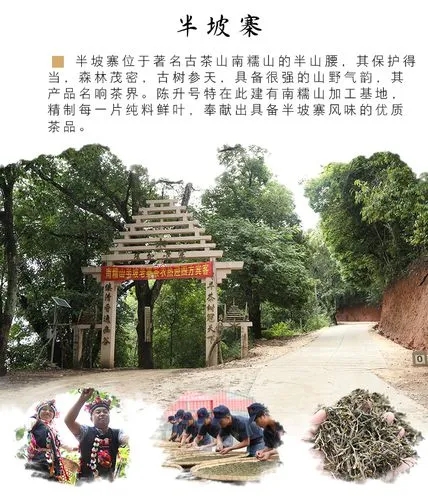 2021年南糯山半坡老寨古樹秋茶品鑒！