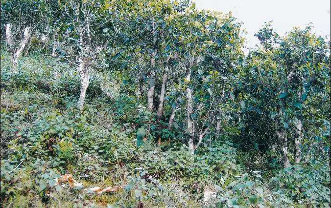 2022年須立貢茶普洱茶繞不開(kāi)的古茶山！
