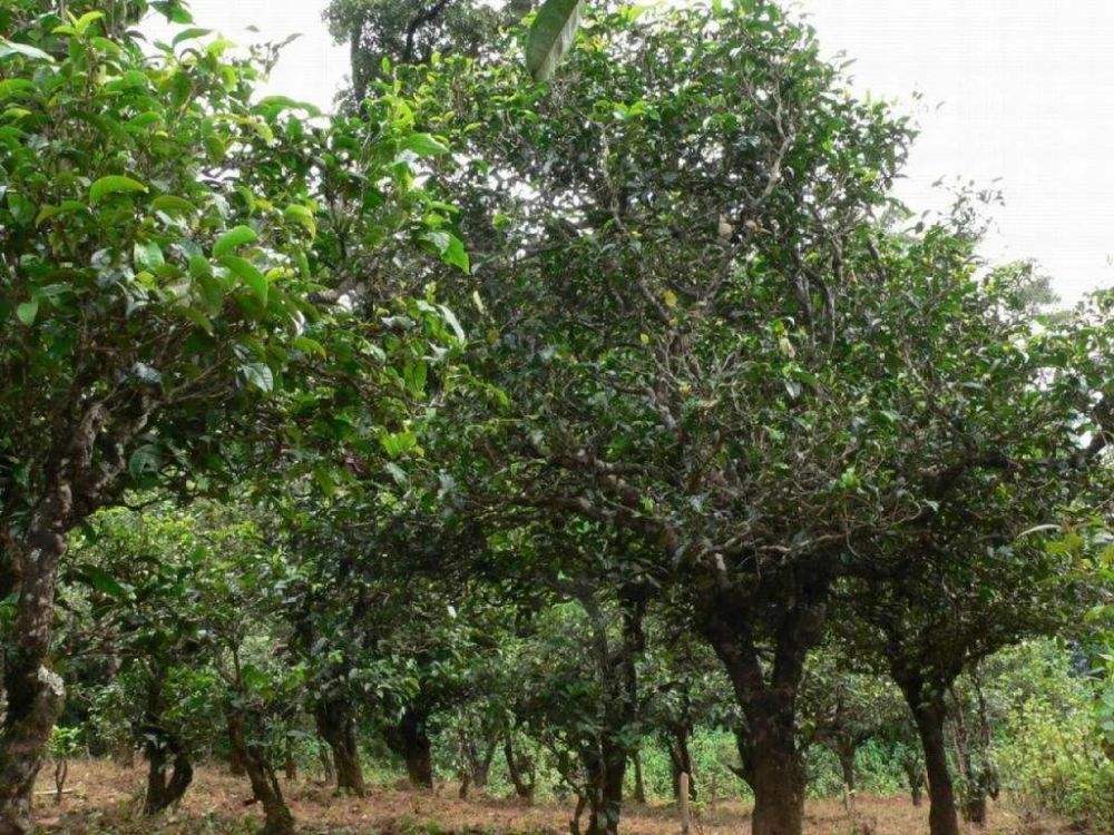 2022年須立貢茶為何備受皇室青睞!揭秘！