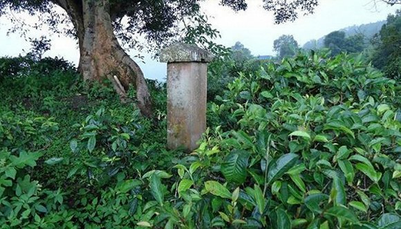 2022年迷帝古樹春茶價(jià)格?