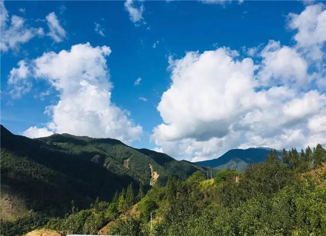 2022年景谷黃草壩古樹春茶多少錢一公斤？