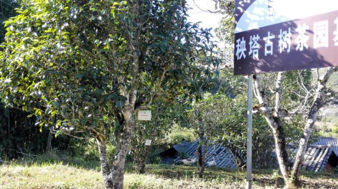 2022年景谷秧塔古樹春茶詳情介紹！
