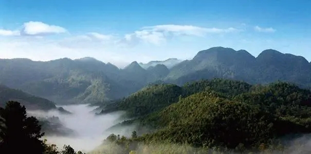 2022年景谷苦竹山古樹春茶口感？