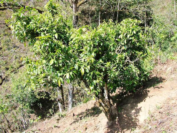 2022年景東御筆古茶山古樹春茶特點(diǎn)？