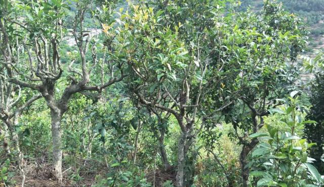 2022年景東金鼎古樹春茶口感特點(diǎn)？