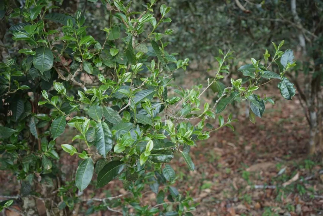 2022年景東哀牢山古樹春茶價(jià)格多少？