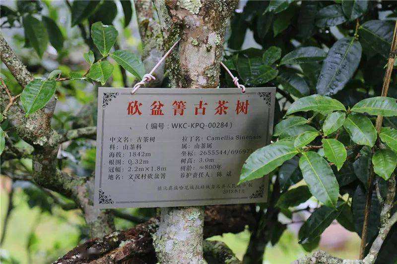 2022年鎮(zhèn)沅砍盆箐古樹春茶價格？