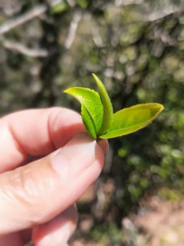 2022年野性十足的鎮(zhèn)沅打筍山古樹(shù)春茶！