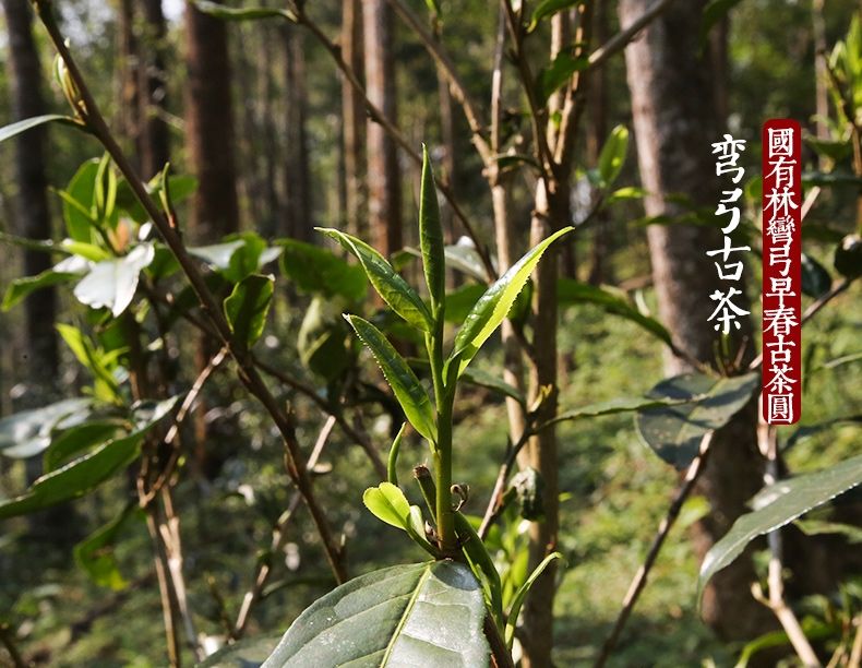 2022年彎弓大寨的古樹春茶為何如此之珍貴？